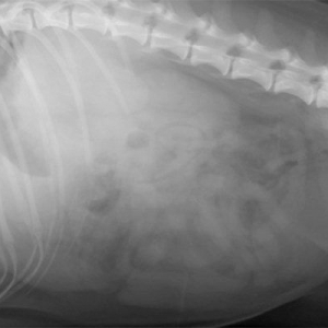 Veterinary Imaging of the Pancreas