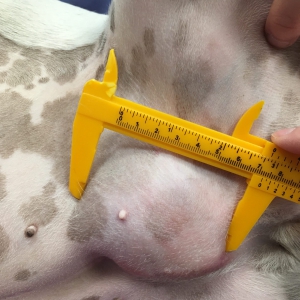 Oncology Refresher – Part 1