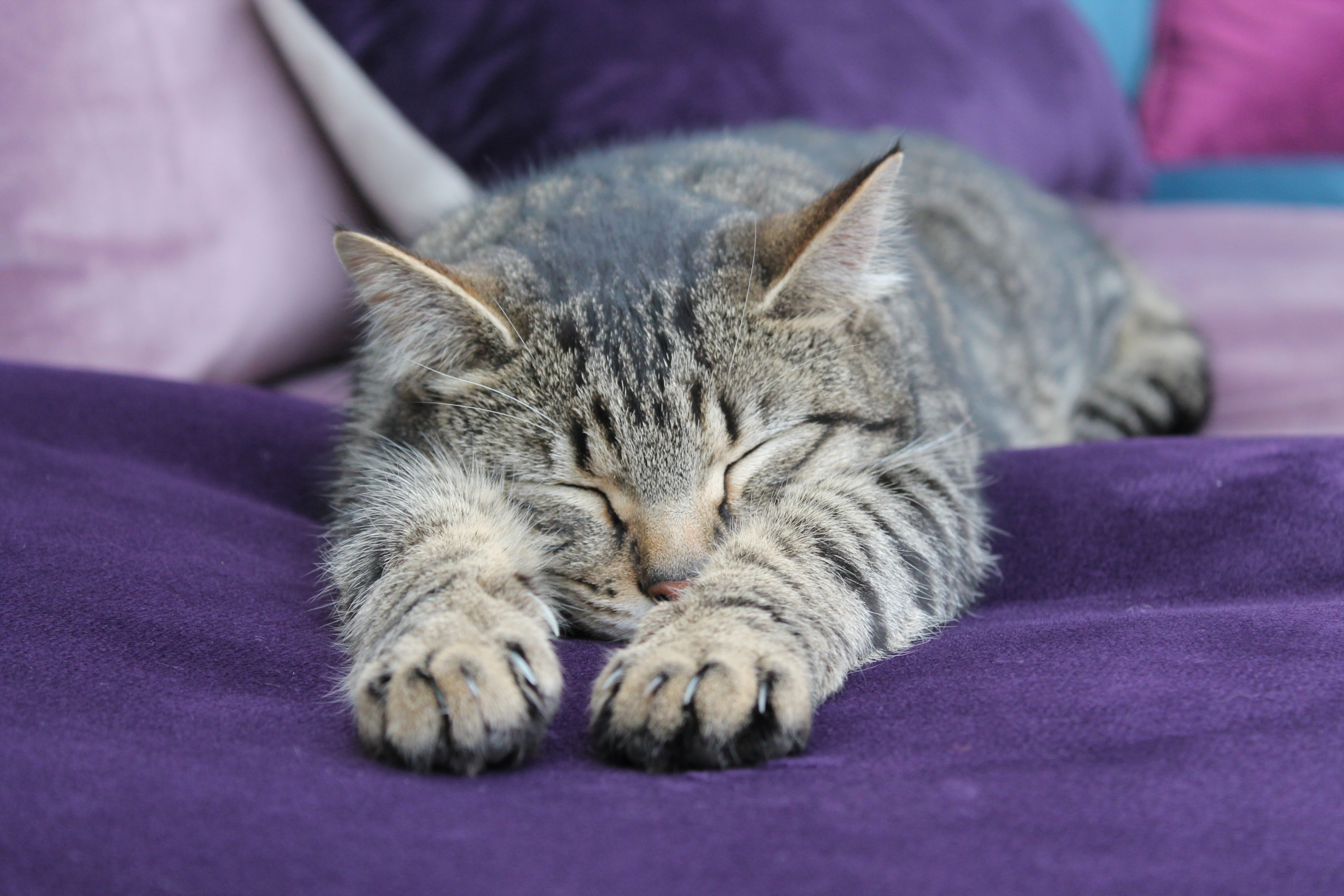 Canine and Feline Lymphoma - Image 2
