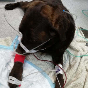 Emergency/Critical Care: VNs – Part 2