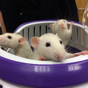 Small Mammal Medicine/Surgery