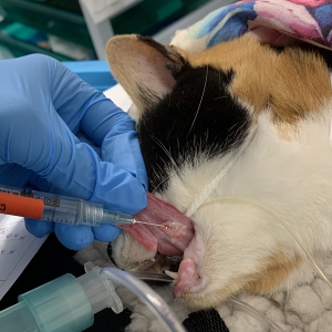 Oncology Refresher – Part 3