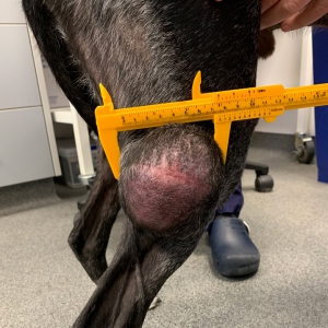 Oncology Refresher – Part 2