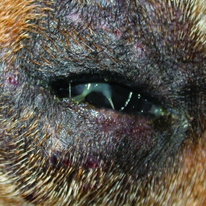 Leishmania Infantum: Could it Establish in the UK?*