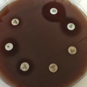 Prescribing veterinary antimicrobials: How do we make the right decisions?*