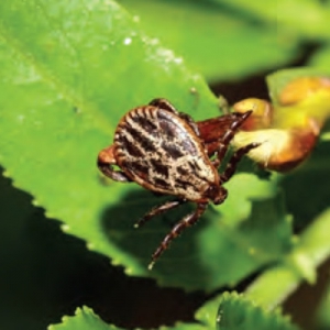 Emerging infectious veterinary diseases in the UK*