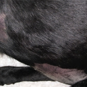 Fresh frozen plasma - why every veterinary practice should keep a bag in the freezer*