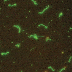 Clinical Update: Vaccinating Against Canine Leptospirosis*