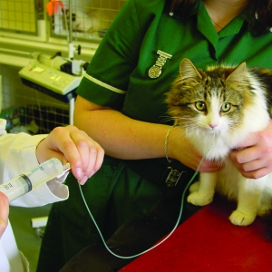 Management of Chronic Constipation in Cats