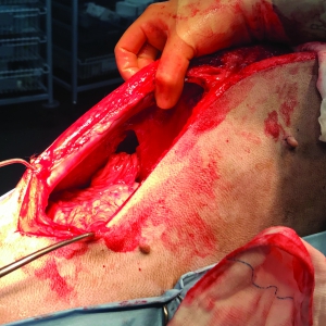 Management of Thoracic Trauma in the Dog and Cat*