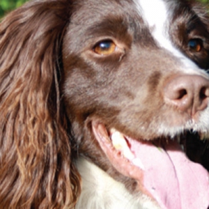 Status epilepticus in a young English Springer Spaniel – a case of Metaldehyde intoxication*
