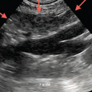 Management of canine and feline anal sac tumours*