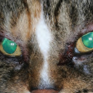 Ocular Manifestations of Systemic Disease in Cats*
