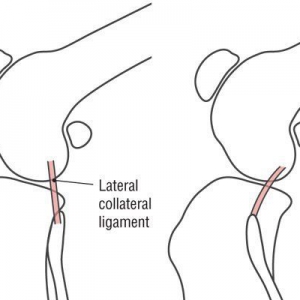 Canine Cruciate Disease – Options for Management*