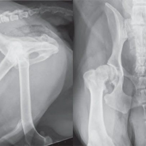 Canine hip dysplasia: diagnosis and management*