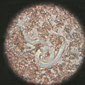 Dirofilaria repens – an emerging pet travel risk?*