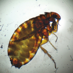 Flea control strategies and why they can fail*