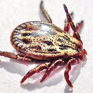 UK canine tick-borne disease in 2016 – an update