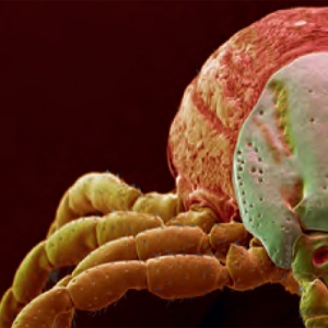 The changing face of canine tick borne diseases*