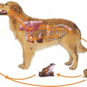 Deworming frequencies in cats and dogs – when is monthly deworming essential?*