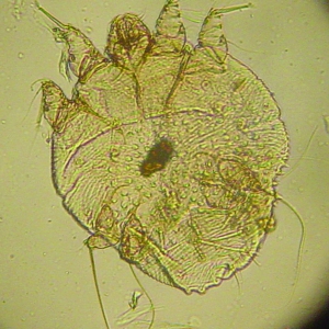 Parasite challenges and control in puppies and kittens*