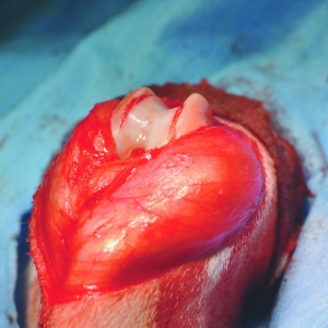 Patellar luxation in dogs Part 2: Treatment*