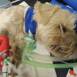 High Risk Anaesthesia