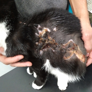 Advances in Feline Dermatology