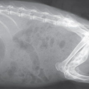 Clinical anatomy and physiology of the rabbit gut*