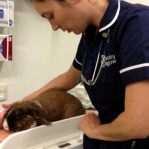 Medical support of gut function in rabbits*