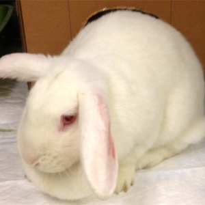 Obesity in pet rabbits*