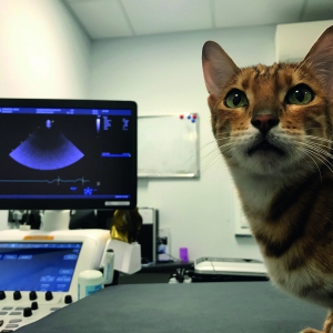 Rational Use of Cardiac Biomarkers in Dogs and Cats