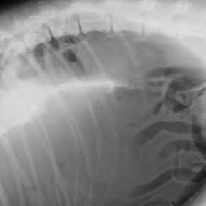 Management of canine gastric dilatation and volvulus*