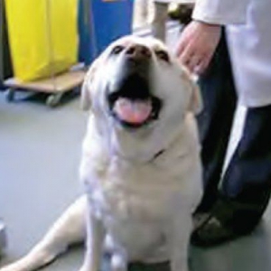 Laryngeal paralysis in dogs and cats*