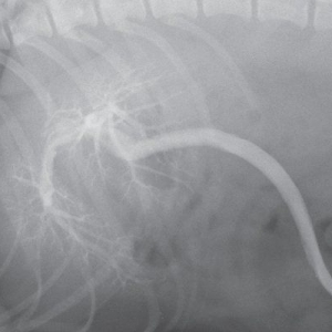 Portosystemic shunts in dogs and cats*
