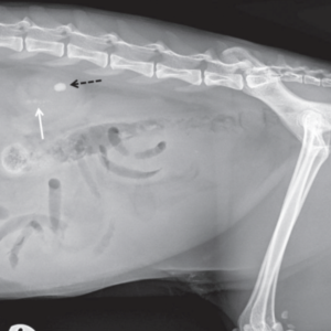 Medical Management of Uroperitoneum in Cats