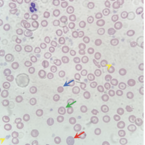 Anaemia in dogs - Part 1 Investigation