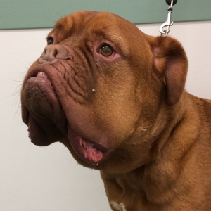 Treating Canine Lymphoma in General Practice*