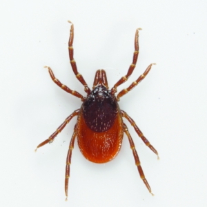 UK Lyme Disease: What We Know and What We Don't