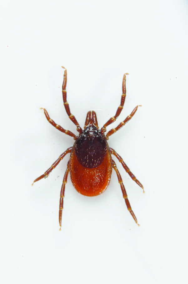 UK Lyme Disease: What We Know and What We Don't
