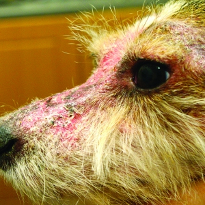 Diagnosis and Management of Dermatophytosis in cats and dogs