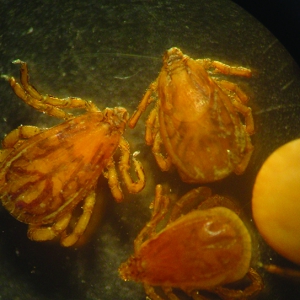 The imported rescue dog - parasite risk and control