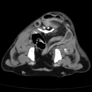 Tail pull injury in cats