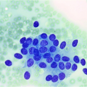 Canine anal sac adenocarcinoma – a review