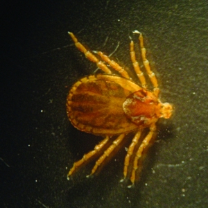 Changes in the UK tick landscape in the past decade