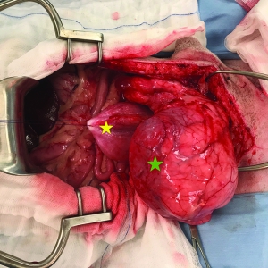 Urinary incontinence in the dog: Diagnosis and management