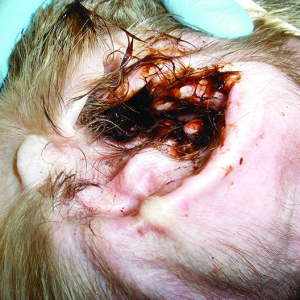 Management of Canine Otitis Externa