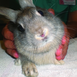 Approach to the Neurologic Rabbit