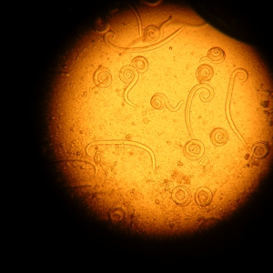 Is monthly treatment of cats and dogs for worms and routine flea treatment essential?