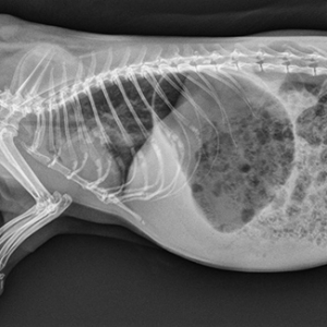 Common conditions of guinea pigs
